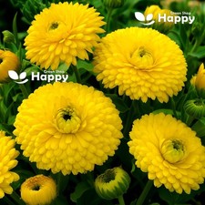 POT MARIGOLD GOLDEN EMPEROR