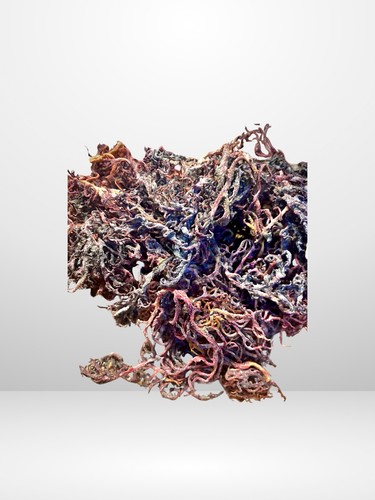 Wild purple sea moss - moss, dried