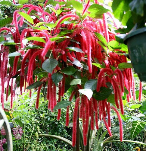 Giant chenille acalypha - *giant, chenille*acalypha