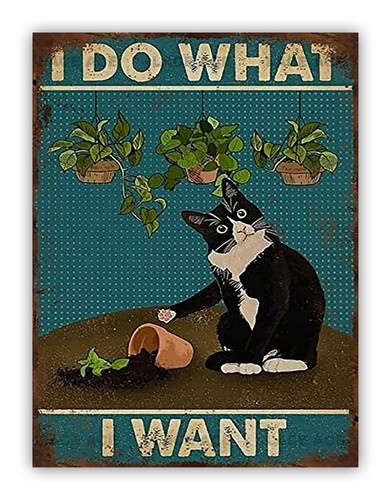 Funny cat what - cat, want