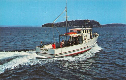 The dolphin deep sea fishing - dolphin,
