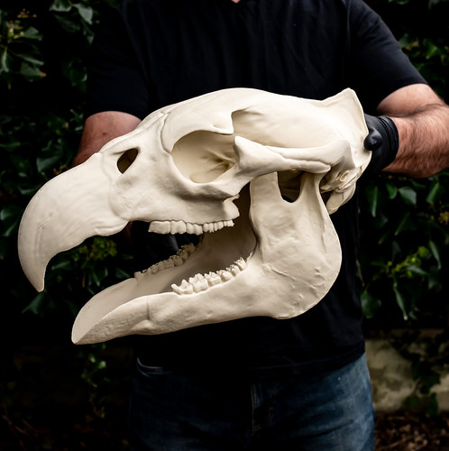 Hippogriff skull replica - skull,
