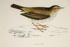 Meadow Pipit Antique Bird Print by Rev. F.O. Morris (ref:44)