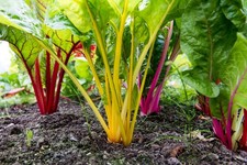 6x Swiss Chard Rainbow Mix