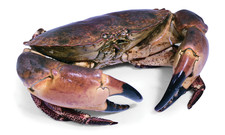 Live brown crab alive - live,