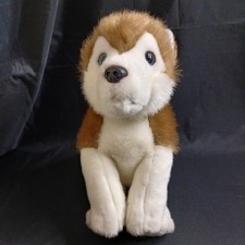 Lapland Hunaja Brown and White