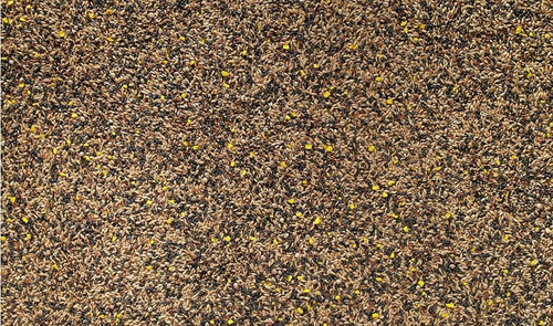 1kg mix canary seed complete - mix, (complete