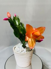 Christmas Cactus- Orange  |
