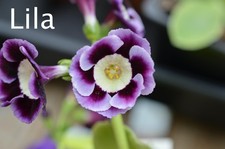 Primula auricula plants -