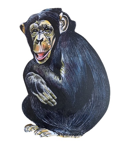 Chimpanzee plaque chimp - plaque,