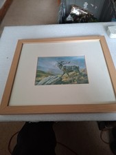 A Beautiful Framed Deer Stag Print