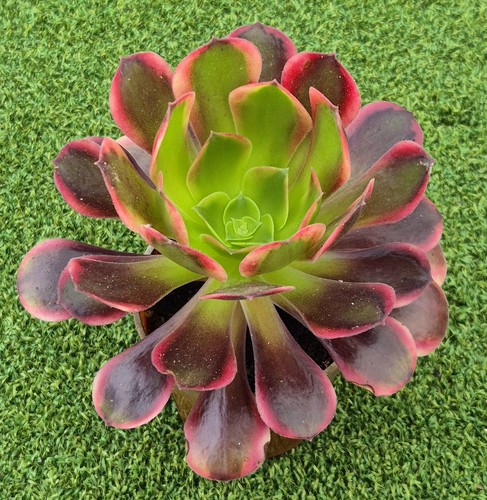 Aeonium superbang large - aeonium,