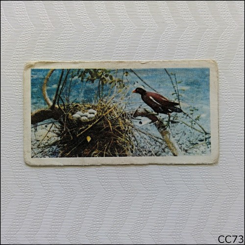 Brooke bond british - brooke, #3
