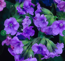 Pulmonaria blue ensign plant - pulmonaria,