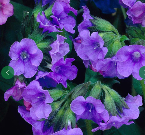Pulmonaria blue ensign plant - blue,