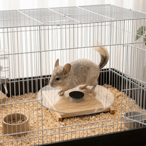 Hamster running wheel - wheel, glass