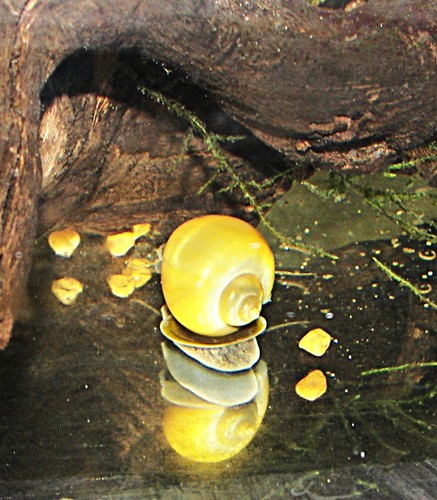 Juvenile gold blue mystery - juvenile, gold/blue