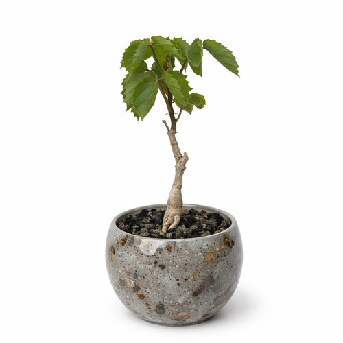 Cyphostemma adenocaule seeds - cyphostemma,