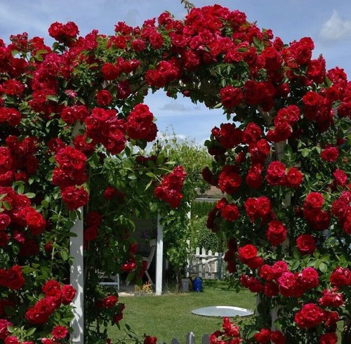 Red climbing rose dublin - red,