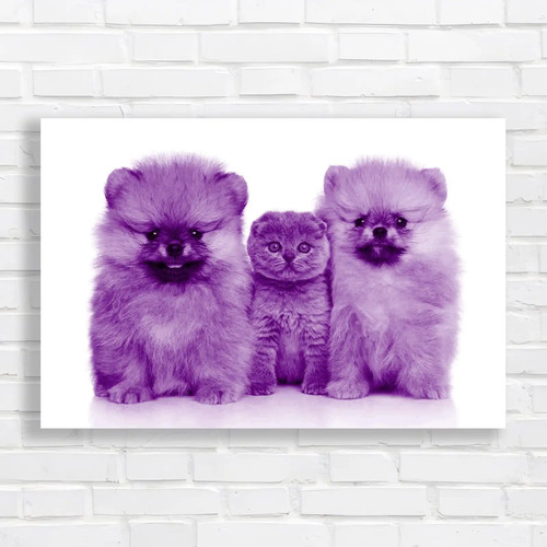 Adorable kitten pomeranian - adorable,