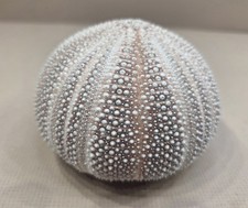 1 x Large Sea Urchin Shell 7cm