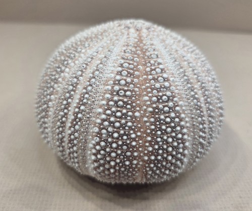 Large sea urchin - large, 7cm