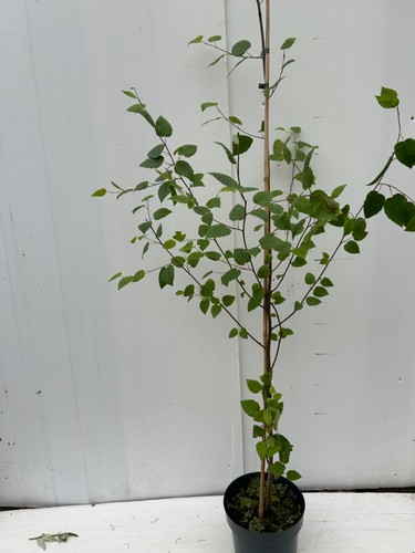 Silver birch tree - 1,