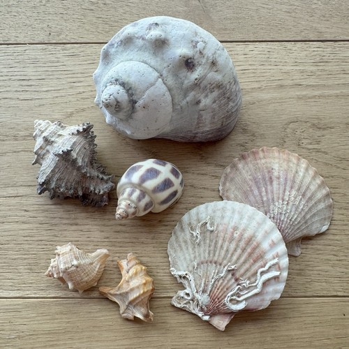 Vintage sea shells - sea, decor
