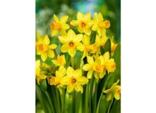 50 x MINIATURE Daffodils - TETE A TETE - Spring Flowering Dwarf Daffodil Bulbs