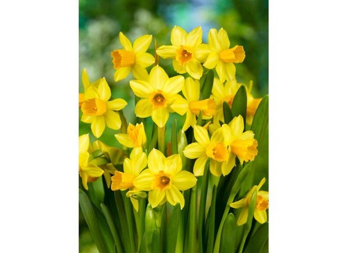 Tete 100 - 100, bulbs