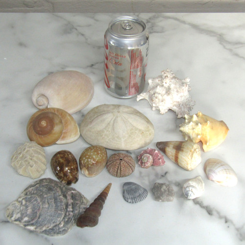 565g natural sea shells - natural, &
