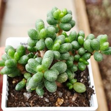 Exact Plant - Sedum