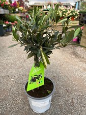 Olive Tree - Olea Europaea