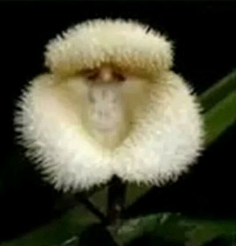 Rare pcs seeds monkey face - seeds,