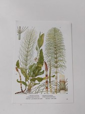 Green Ferns Botanical Plants