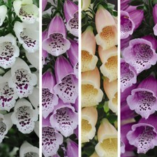 T&M Digitalis Dalmatian Mix