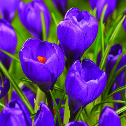 Crocus blue large flowering - crocus,