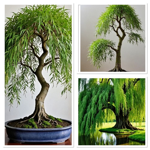 Golden weeping willow ideal - weeping,