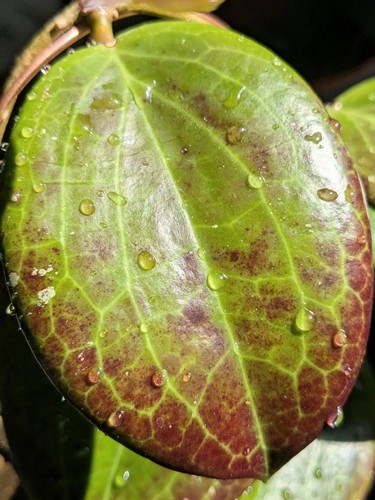 Hoya surigaoensis node - hoya, surigaoensis,
