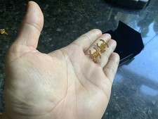 22ct Pure Gold Earrings Italian design 22ct Gold Earrings 