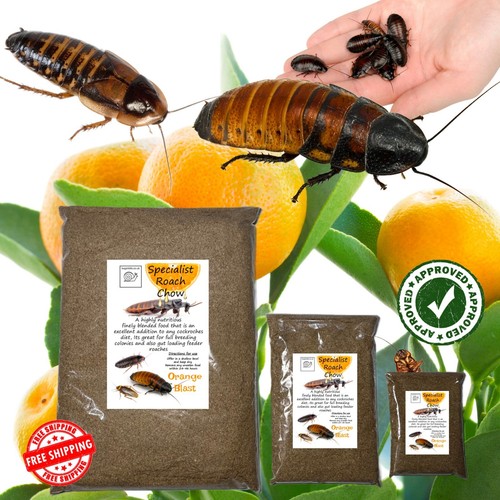 Specialist roach chow orange - specialist,