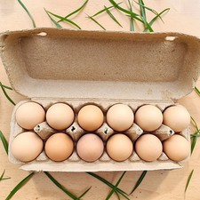 Barred Plymouth Rock Fertile