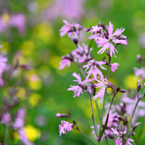 Ragged robin wildflower seeds - wildflower,