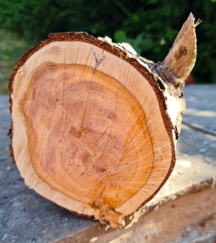 Yew log untreated - log,
