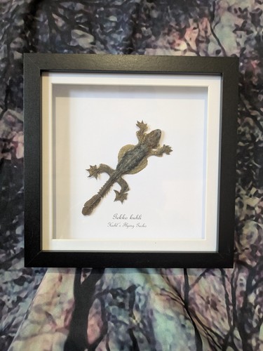 Kuhls flying gecko gekko - gecko, (gekko