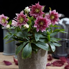 Helleborus Flower Garden Plant