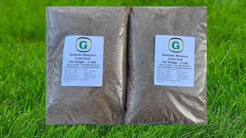 Kentucky bluegrass grass - kentucky, seed