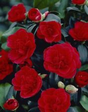 Camellia Lady Campbell - Flowering Evergreen Shrub 