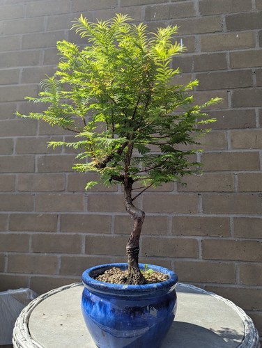 Twisted trunk dawn redwood - twisted,