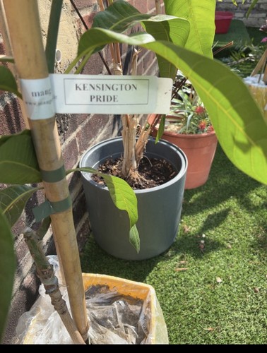 Kensington pride mango tree - kensington,